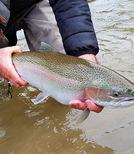 Ontario Steelhead Ontario Steelhead